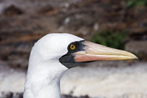 Images Dated 13th April 2005: Masked Booby. Genovesa Island. Galapagos Islands