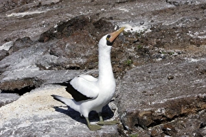 Images Dated 13th April 2005: Masked Booby. Genovesa Island. Galapagos Islands