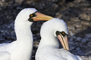 Images Dated 17th April 2005: Masked Booby. Genovesa Island. Galapagos Islands