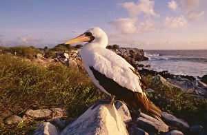 Boobies Gallery: Masked Booby - perched on rock