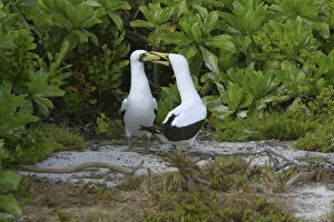 Booby Gallery: Masked Booby, Sula dactylata, Henderson