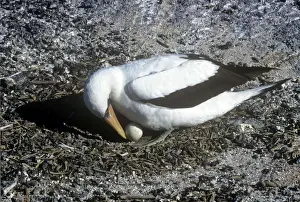 Booby Prints: Masked Booby - turning egg