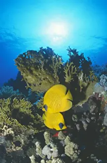 Butterflyfish Prints: Masked Butterfly Fish KA 222 Red sea Chaetodon Semilarvatus © Kurt Amsler / ARDEA LONDON