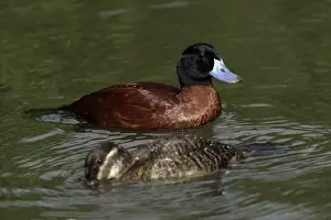 Masked Duck-pair swimming on lake, Washington WWT, Tyne and Wear UK