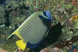 Masked / Emperor Angelfish AU 6 DAV Osprey Reef in the Coral Sea, Australia Pomacanthus imperator © David Wachenfeld / ardea. com