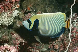 Images Dated 16th February 2011: Masked / Emperor Angelfish VT 5541 Red Sea, Indo Pacific Pomacanthus imperator © Ron & Valerie
