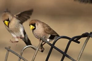 Masked Finch - two on fence