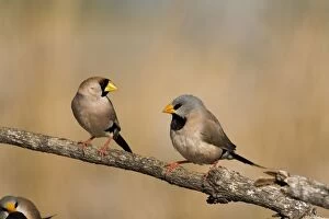 Masked Finch and Long-tailed Finch