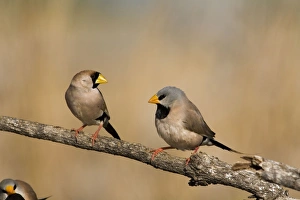 Images Dated 18th August 2006: Masked Finch and Long-tailed Finch (Poephila acuticauda) Coming to drink at an overflowing cattle