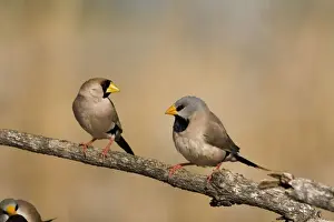 Masked Finch and Long-tailed Finch (Poephila acuticauda) Coming to drink at an overflowing cattle trough near Mt Barnett, Gibb River Road, Kimberley, Western Australia. These birds found in open grassy woodlands across the Top End