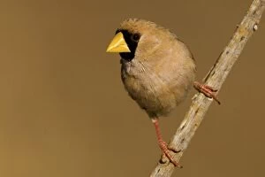 Masked Finch - near a drying pool