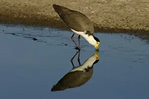 Masked Lapwing Alice Springs sewage ponds, Northern Territory, Australia
