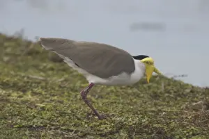 Masked Lapwing Darwin Sewage Ponds, Northern Territory, Australia
