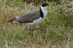 Masked Lapwing Juvenile Near Kingston, Tasmania, Australia