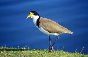 Masked Lapwing - formerly known as the Spurwinged Plover