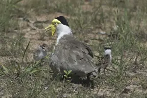 Newborn Prints: Masked Lapwing With newly-hatched chicks