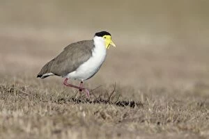 Images Dated 16th July 2009: Masked Lapwing - Northern race - Queensland - Australia