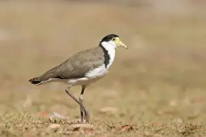 Masked Lapwing Queensland, Australia
