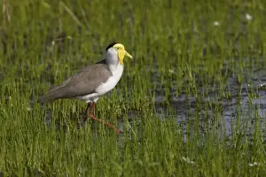 Masked Lapwing / Spur-winged Plover. Throughout northern, central and eastern Australia, southern New Guinea and New Zealand. This subspecies from northern Australia. Inhabits open grasslands with short grass, from urban areas to outback stations
