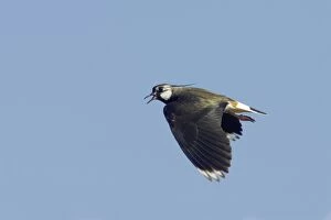Masked Lapwing / Spur-winged Plover - in flight showing wing spur
