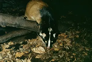 Eye Shine Prints: Masked Palm Civet LB 4330 Paguma larvata © I. R. Beames / ARDEA LONDON