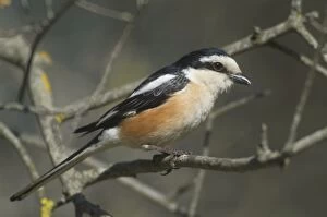 Images Dated 17th May 2004: Masked Shrike - adult Male Southern Turkey