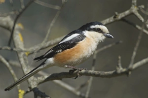 Images Dated 17th May 2004: Masked Shrike - adult Male Southern Turkey