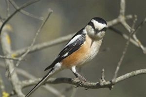 Images Dated 17th May 2004: Masked Shrike - adult Male Southern Turkey