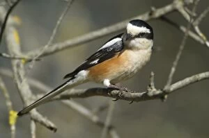 Images Dated 17th May 2004: Masked Shrike - adult Male Southern Turkey