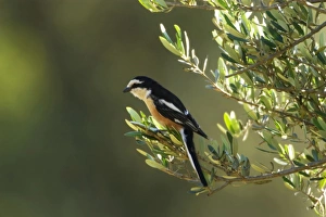 Images Dated 17th May 2004: Masked Shrike - adult Male Southern Turkey