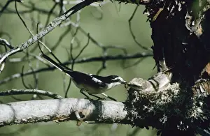 Shrikes Prints: Masked Shrike - male and female