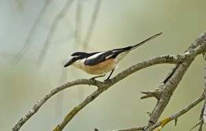 Images Dated 11th May 2011: Masked Shrike - male perched on Olive Tree branch - Southern Turkey - May