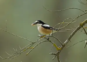 Middle East Prints: Masked Shrike - male perched on Olive Tree branch with food in beak - Southern Turkey - May