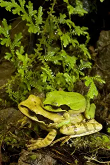 Masked Tree Frog / Treefrog - pair in amplexus - Tropical Rainforest - Costa Rica