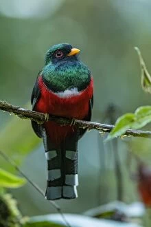 Images Dated 18th December 2016: Masked Trogon, male, Las Tangaras Bird Reserve
