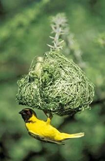 Attract Gallery: Masked Weaver - The male has finished with building