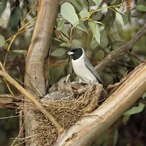 Masked Wood Swallow - male with chicks