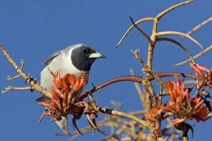 Images Dated 17th September 2010: Masked Woodswallow At Mt Liebig Aboriginal Community, Northern Territory, Australia