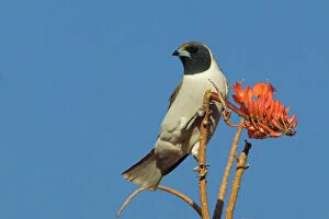 Images Dated 17th September 2010: Masked Woodswallow At Mt Liebig Aboriginal Community, Northern Territory, Australia