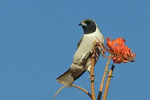 Masked Woodswallow At Mt Liebig Aboriginal Community, Northern Territory, Australia. The tree it is on is Erythrina vespertilio variously called Bat's Wing Coral Tee, Grey Corkwood and Stuart Bean Tree