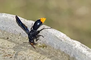 Mason Wasp - collecting water from birdbath for making mud for nest building