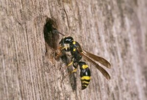 Images Dated 11th January 2006: Mason Wasp - inspecting nest site Fam: Eumenidae UK