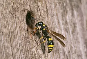 Holes Prints: Mason Wasp - inspecting nest site Fam: Eumenidae UK