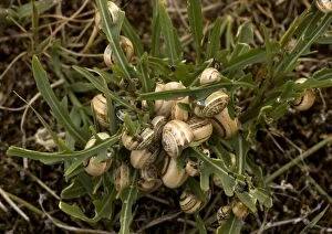 Images Dated 13th May 2005: Mass of aestivating snails on dune plants. Mainly mediterranean species; very rare in SW England