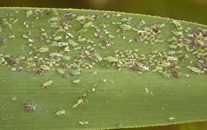 Mass of aphids, (Hyalopterus pruni) red and green phases, on common reed