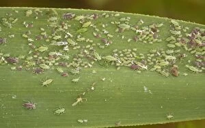 Mass of aphids, red and green phases, on common reed