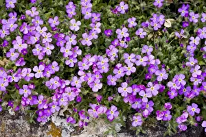 Middle East Prints: Mass of Aubrietia, Aubrieta deltoidea, in the wild, south Turkey