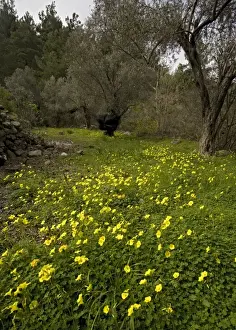 Introduced Prints: Mass of Bermuda buttercup, (single and double forms) taking over cultivated terraces