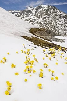 Images Dated 23rd June 2010: Mass of Coltsfoot - coming up through fresh snow, Swiss Alps