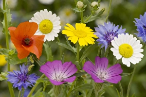 Images Dated 19th July 2007: Mass of cornfield weeds: Corn cockle, corn marigolds, cornflower, corn chamomile etc